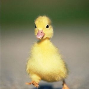 Meet your Posher, Kaia